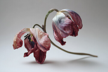 Wilted tulip with wrinkled petals, weak drooping stem, dramatic atmosphere, white background