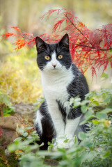 A curious cat, European Shorthair tuxedo pattern black and white bicolor, sitting under a Japanese Maple in a autumnal garden, Germany
