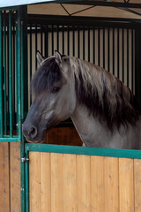 Horse of Vyatka breed  standing in a stall in the stable