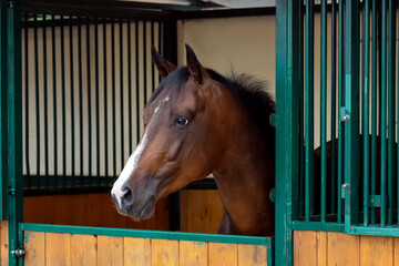 Portrait of a beautiful bay horse standing in a stall in the stable