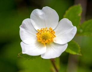 Close-up of a white wild rose