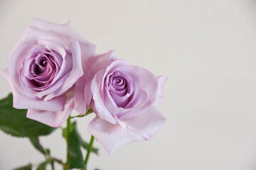 Obraz premium 紫のばら