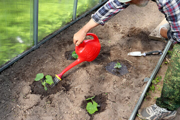 Bearded farmer watering planted cucumber plants from plastic watering can in greenhouse - horizontal color photo, male hands and feet