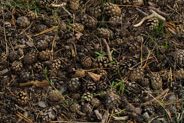 spruce cones