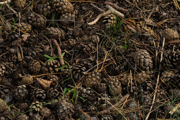 spruce cones