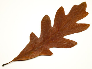 Brown    dry autumn leaves of a white oak on a white background