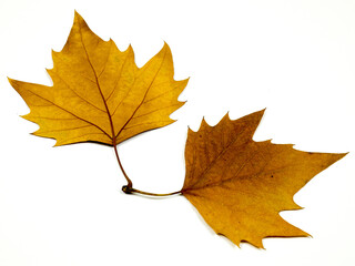 Twig with yellow autumnal dried pressed leaves of sycamore on a white  background
