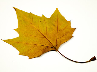 Fototapeta premium Yellow autumn leaf of sycamore on a white background