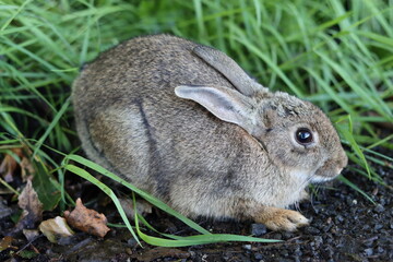 Scared rabbit crouching down on the side of a road