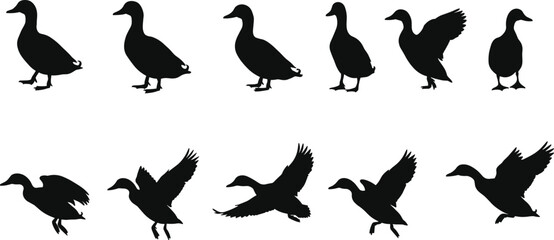 Duck silhouettes collection, walking and flying ducks, black vector clipart, wild bird design, domestic poultry illustration, waterfowl animal art set