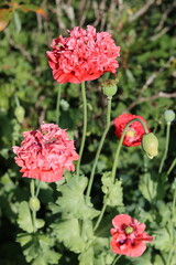 Group of pink poppies in a garden