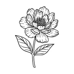 hand drawn flower