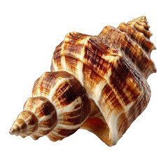 Obraz premium Close-up of a sea shell, light brown and dark brown spiral, intricate patterns