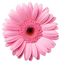 PNG Beautiful pink gerbera flower daisy photography.