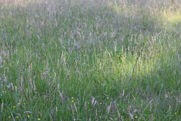 Long grasses in a meadow in summer