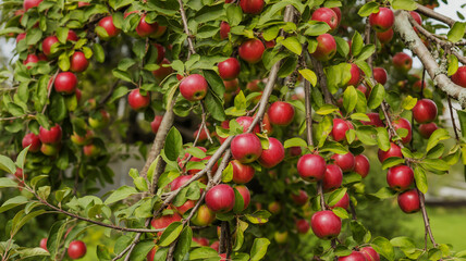 Obraz premium Abundant Red Apples Hanging on a Tree Branch fruit