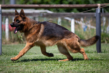 german shepherd dog