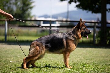 german shepherd dog