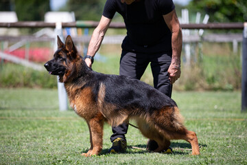 german shepherd dog