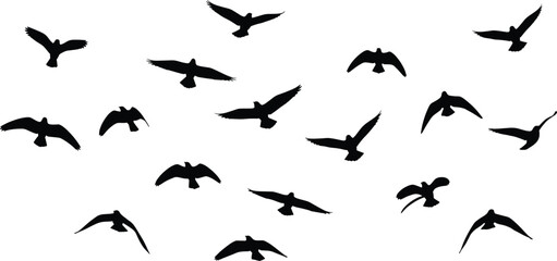 Flying bird silhouettes, eagle hawk falcon flock in flight, wings spread, migration group, freedom symbol, nature wildlife, black vector illustration