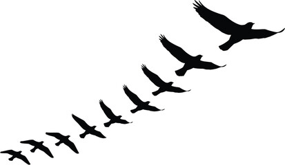 Flying bird silhouettes, eagle hawk falcon in flight, wings spread, migration pattern, freedom symbol, wildlife nature, black vector illustration, animals