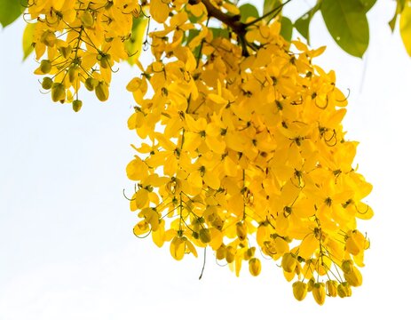 Close-up of bright yellow flowers