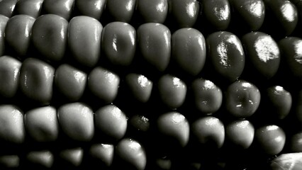 closeup black and white macro of corn kernels with glossy surface texture ideal for natural food background or organic agriculture design
