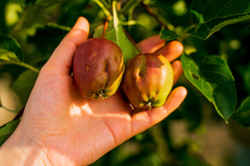 juicy appetizing green red apples hang ripen on an apple tree in a garden with thick green leaves...