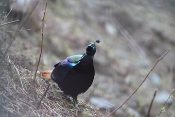 The Himalayan monal (Lophophorus impejanus), also called Impeyan monal and Impeyan pheasant, is a pheasant native to Himalayan forests and shrublands This photo was taken in Northwest India.