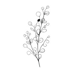Elegant botanical illustration of a eucalyptus branch with round leaves and delicate line work design element