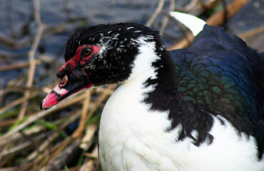 Wild Duck in a Chilean Lagoon