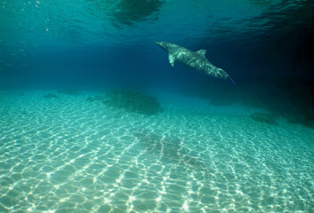 Dolphin swimming on a reef in the Caribbean Sea