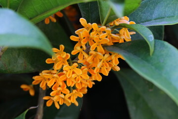 キンモクセイの花のアップ