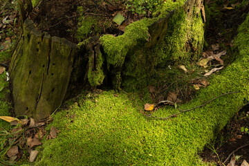 moss on a tree