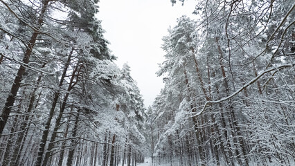 snow covered trees