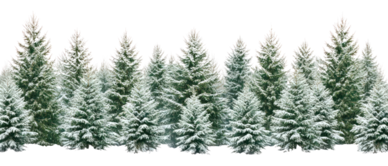 PNG Real winter pine forest trees snow background.