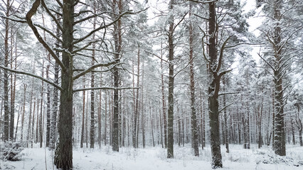 forest in winter