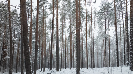 forest in winter