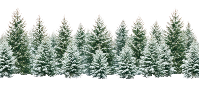 PNG Real winter pine forest trees snow background.