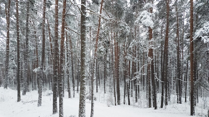 winter forest 