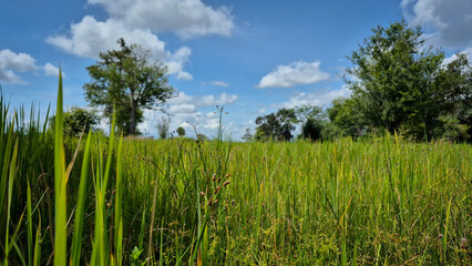 Lush Green Rice Field Under Blue Sky with White Clouds in Countryside