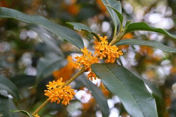 キンモクセイの花のクローズアップ
