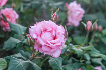 beautiful floral background of pink roses in the garden