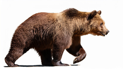 Fototapeta premium brown bear profile walking isolated on transparent background photorealistic side view of a strong fluffy brown bear with detailed fur and black claws in sunlight