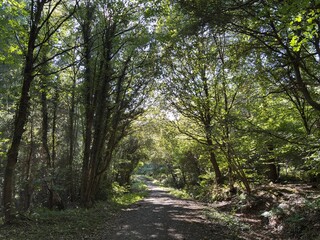 Fototapeta premium Countryside lane in summer surrounded by trees