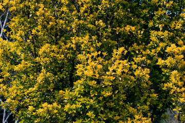 Coreopsis verticillata Zagreb, whorled tickseed with yellow blossoms