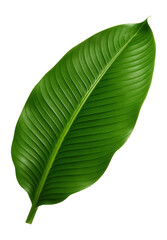 Banana leaf with a large, elongated form and visible veins