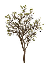 Obraz premium A photorealistic close-up of a sparse, gnarled desert shrub with sharp thorns and leathery olive-green leaves, isolated against a brilliant white studio background. Concept of natural resilience