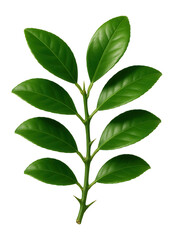 Obraz premium Lemon tree branch with glossy, oval leaves and thorns