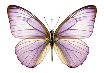 A large entomological specimen butterfly with pinned pale violet translucent wings and shimmering silver veins on a transparent background, soft studio light. Concept of delicate biological study